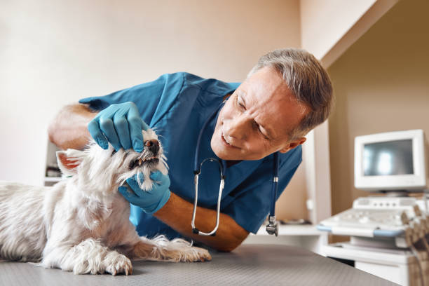 Best Same-Day Emergency Dental Services in Palmview, TX